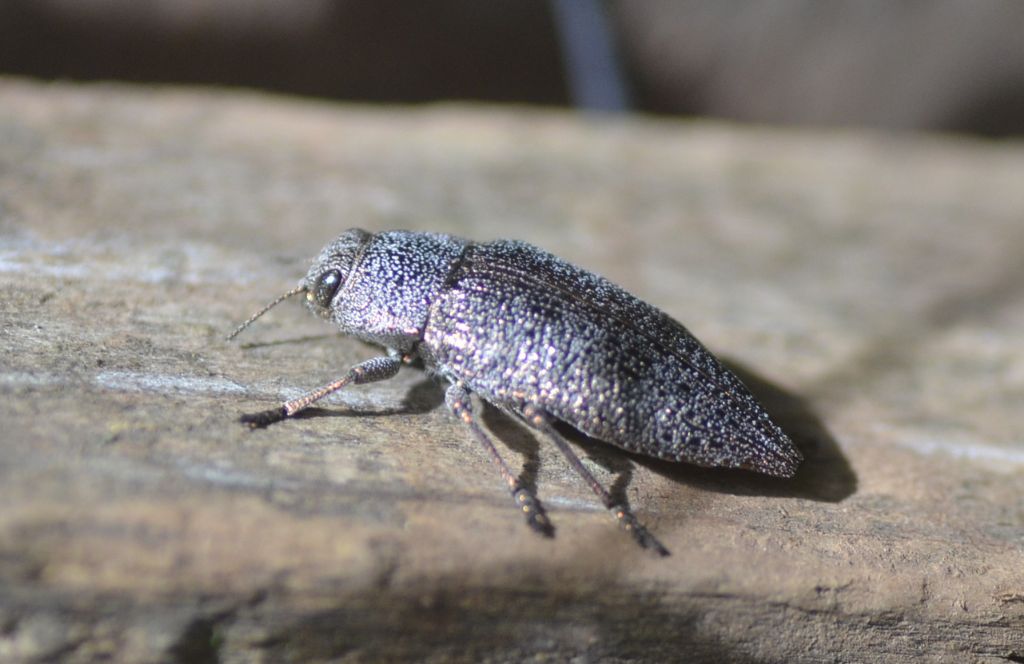 Buprestidae:  Dicerca aenea? S !